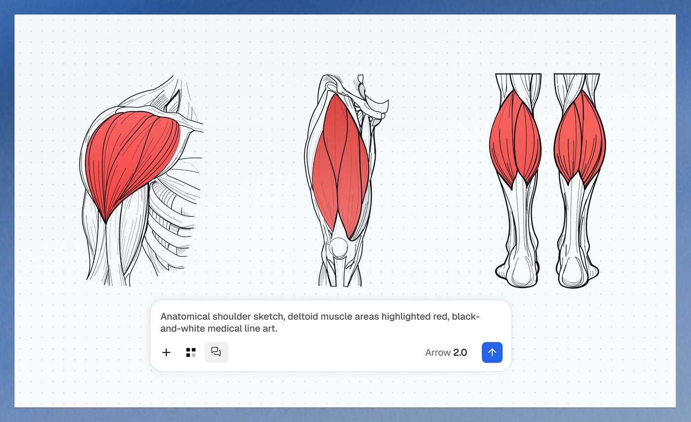 Anatomical line-art studies of shoulder, thigh, and calf muscles with selected muscles highlighted in red. Source: QuiverAI, 7 September 2026.